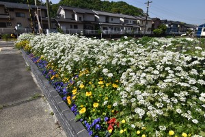 2020.05.13天竜二俣駅オルラヤ満開