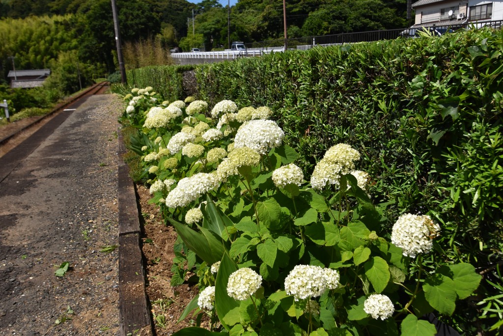 2022.06.08寸座駅アナベル2