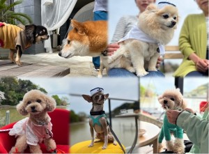 第４回DOGdayメイン