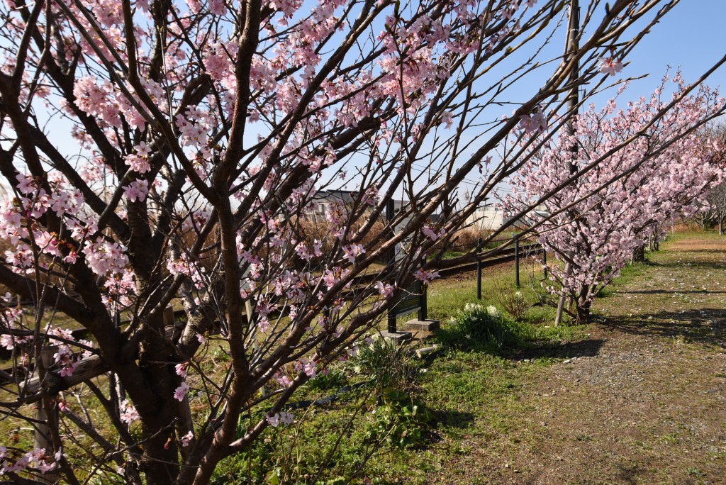 2025.03.13岩水寺駅3