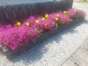 2026.04.08岩水寺駅3