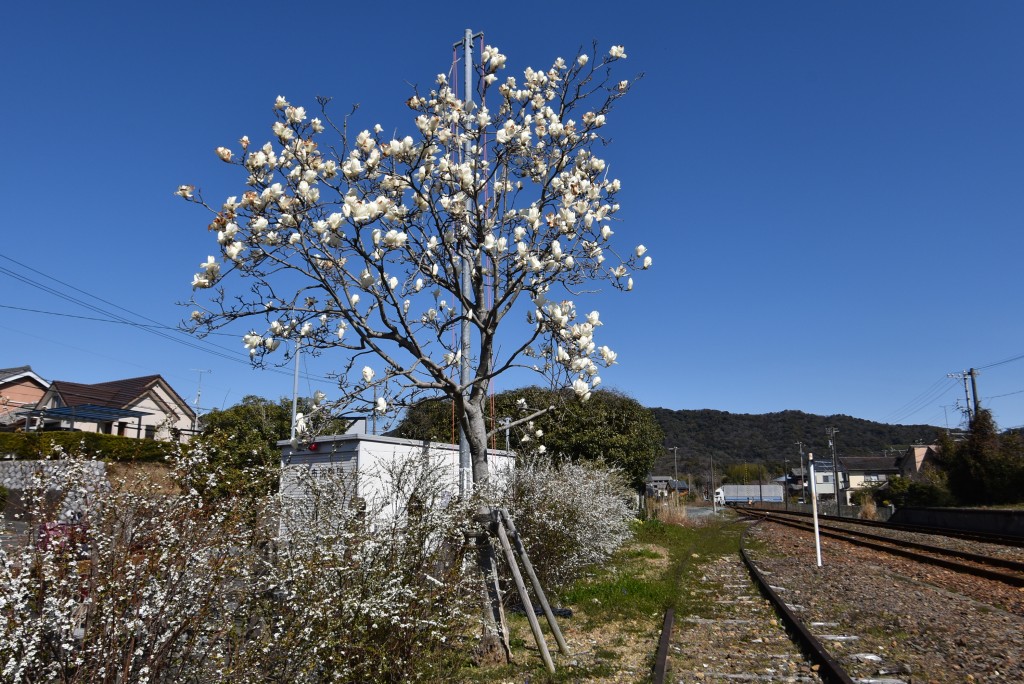 2024.03.11知波田駅2