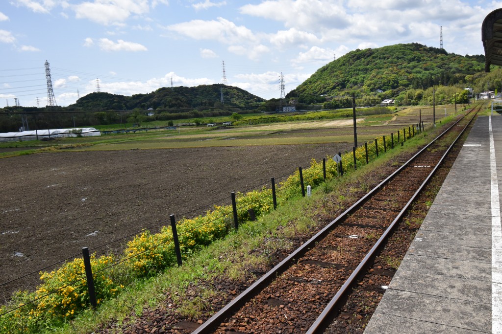 2022.04.22常葉大学前ヤマブキ全景