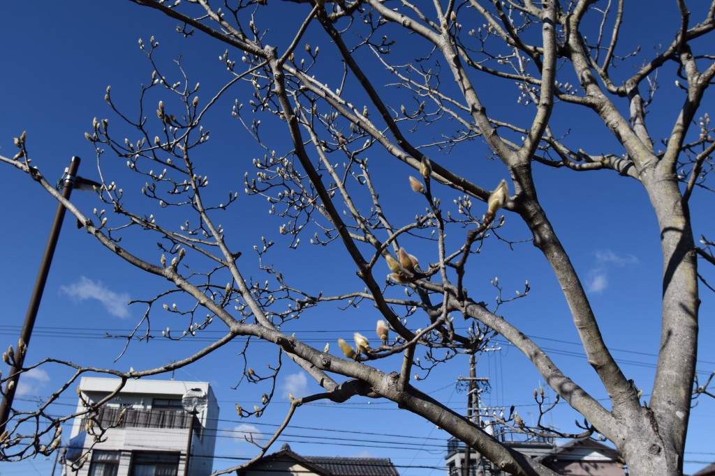 2022.01.21知波田駅ハクモクレン2