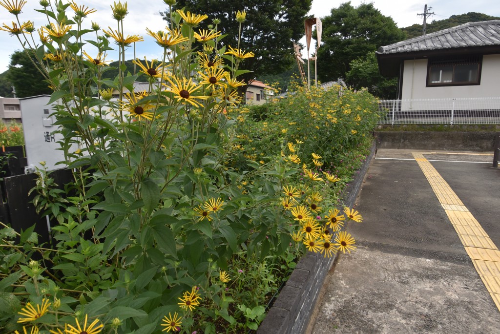 2024.07.03ホーム通路2