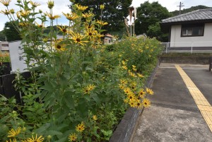 2024.07.03ホーム通路2