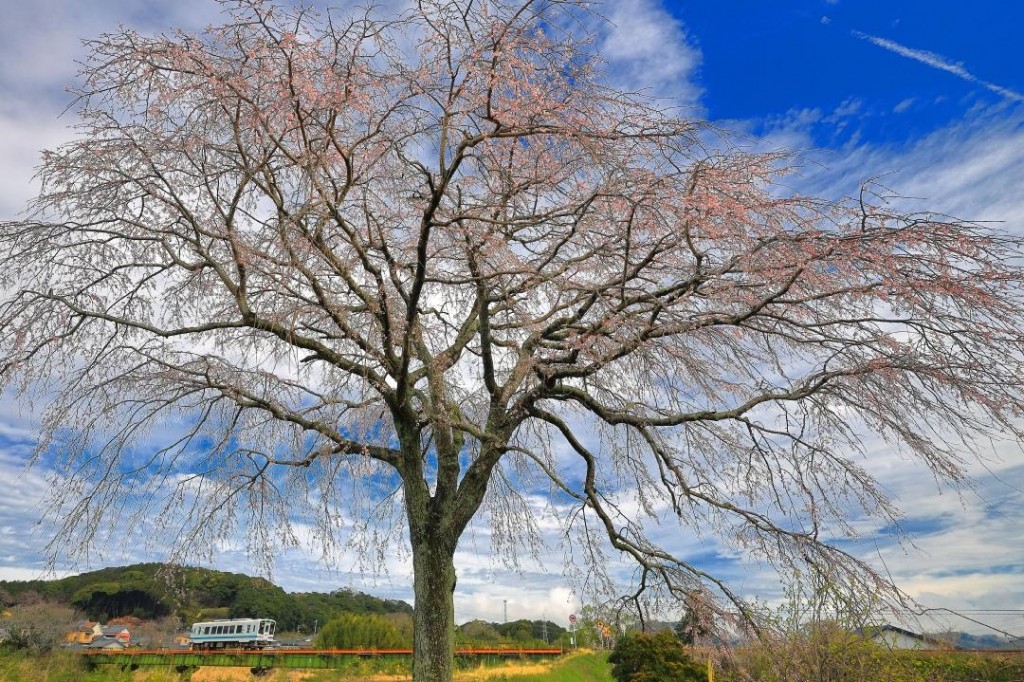 枝垂れ桜 (6)