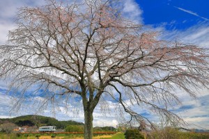 枝垂れ桜 (6)