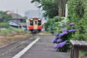 アジサイの花が咲く頃に。1