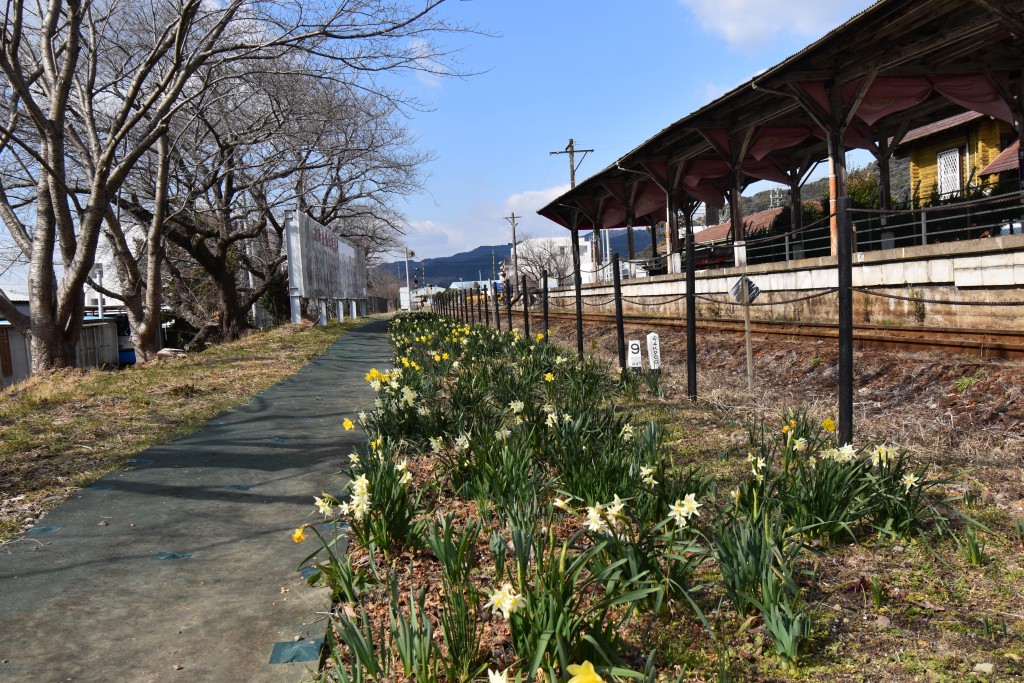 2022.02.22気賀駅スイセン4