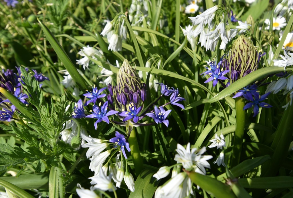 2026.04.14ワイルドヒヤシンス1