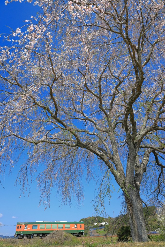 THR原谷の枝垂桜 (2)