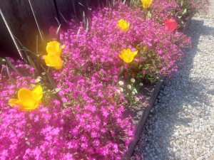 2026.04.08岩水寺駅1