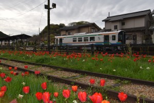 2026.04.01THG100とチューリップ4