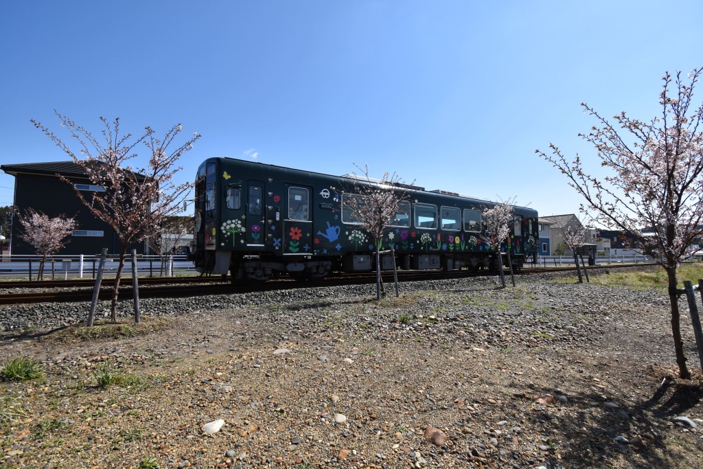 2022.03.24豊岡駅ヒナハチジョウ（桜）1