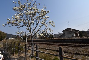 2023.03.08知波田駅3