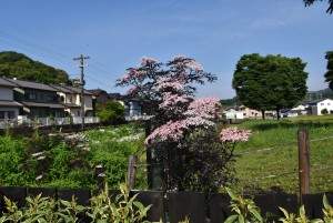 2022.05.18ホーム通路花壇1