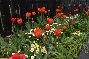 2026.03.24ペレ二アルガーデン7