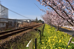 2025.03.13岩水寺駅～宮口駅間1