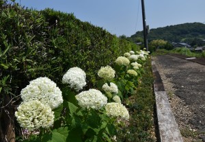 2021.06.10寸座駅アナベル4