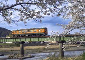 鉄橋桜トンネル