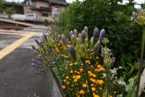 2022.06.01ホーム通路花壇アガパンサス1