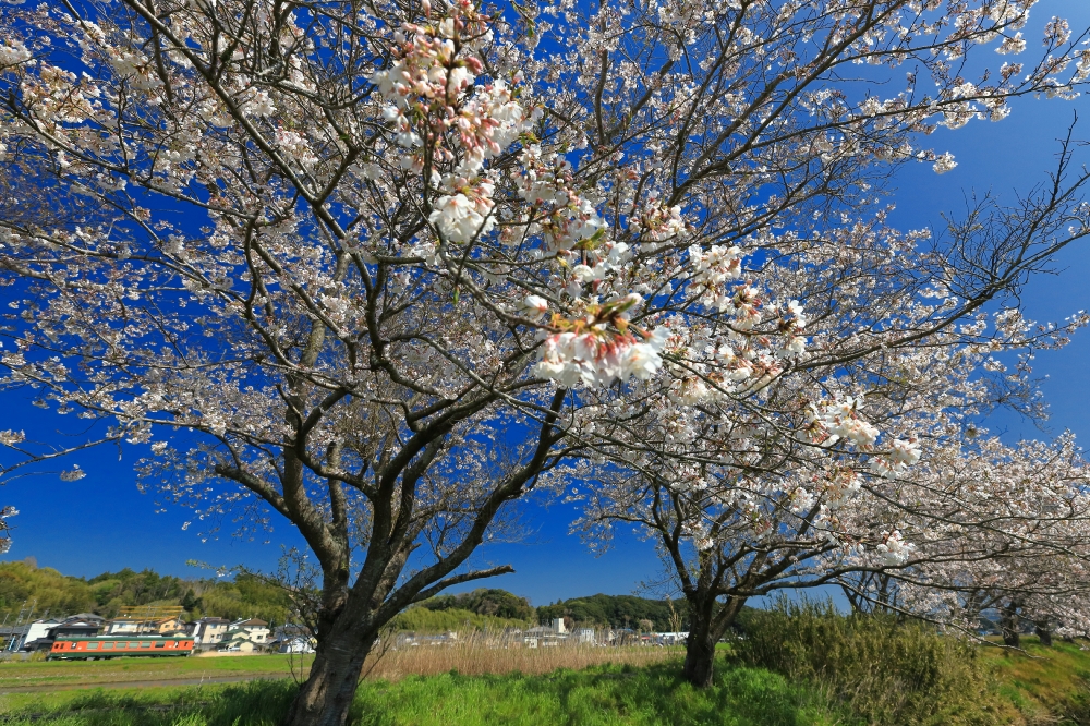 thr細谷の桜並木 (4)