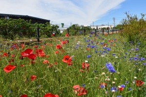 2026.05.07金指駅3