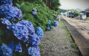 芒種の候 桜木駅