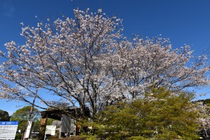 2026.04.02g天竜二俣駅前2