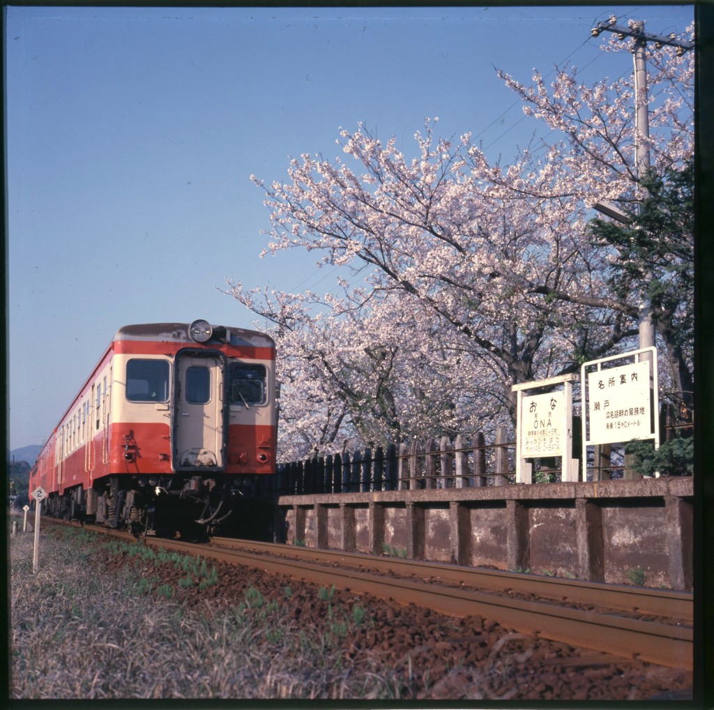 25満開の桜の下を