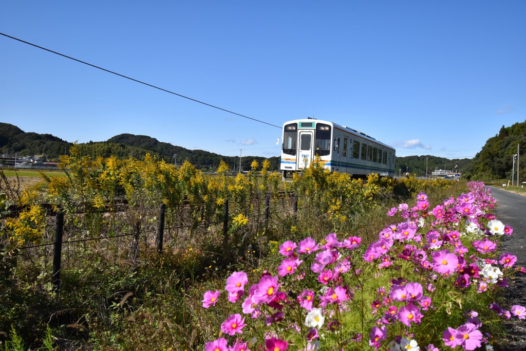 2020.11.04山田地区コスモス3