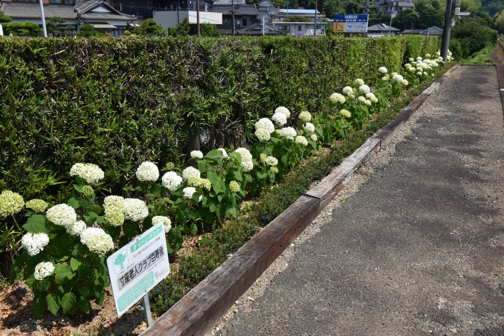 2021.06.10寸座駅アナベル5