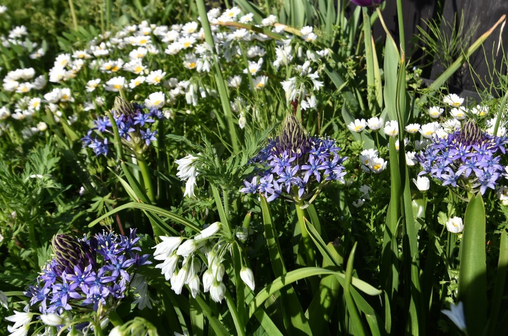 2026.04.14ワイルドヒヤシンス2