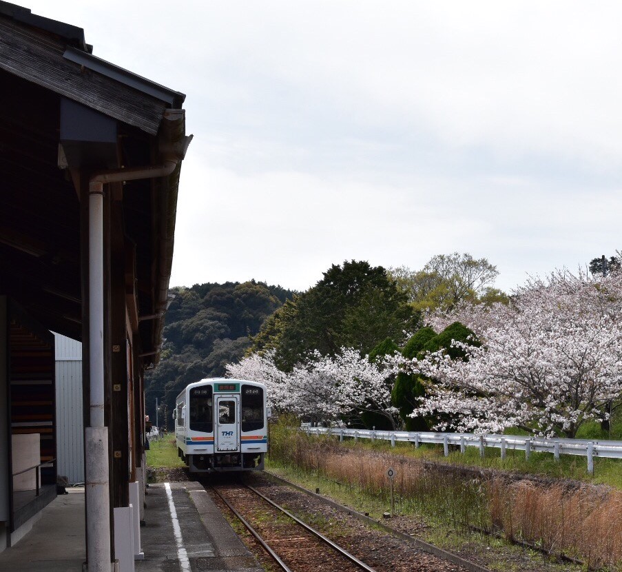 春の桜吹雪き