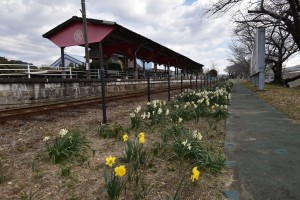 2022.02.22気賀駅スイセン5