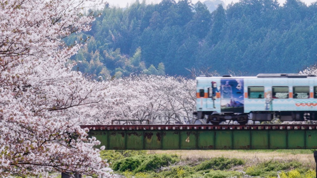 原野谷川橋梁桜