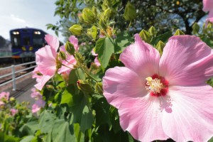mini_094A0533