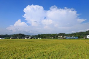 mini_094A1335