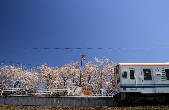 onasakura1-thumb-570xauto-2328.jpg